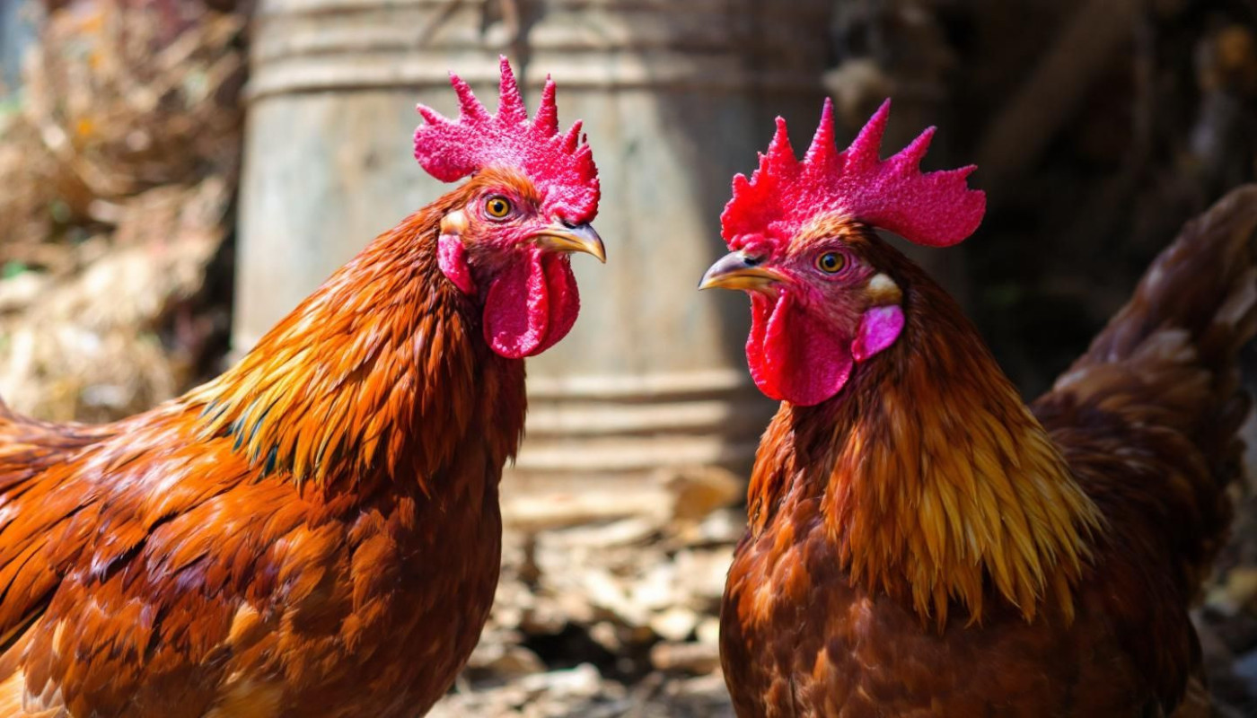 Exploration des méthodes traditionnelles et modernes de distinction entre coqs et poules